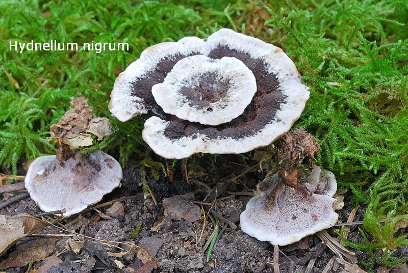 Phellodon niger-amf909-2.jpg - Phellodon niger ; Syn1: Hydnellum nigrum ; Syn2: Hydnum melilotinum ; Nom français: Hydne noir